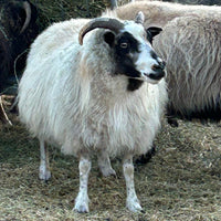 Sustainable materials